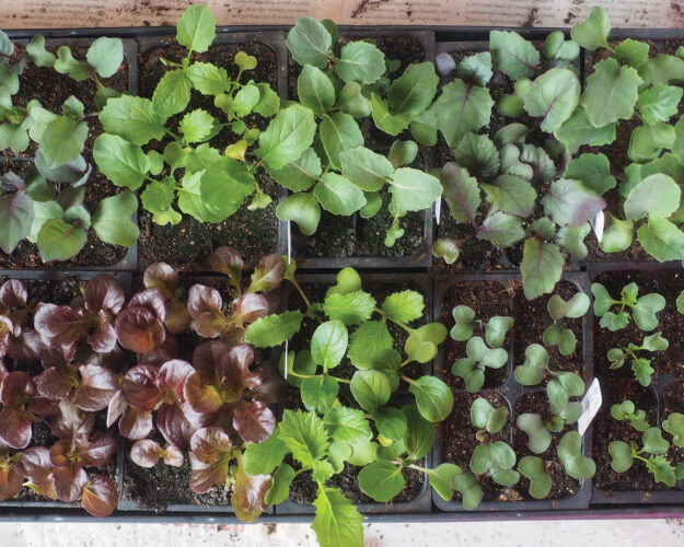 How to Start Seeds Indoors